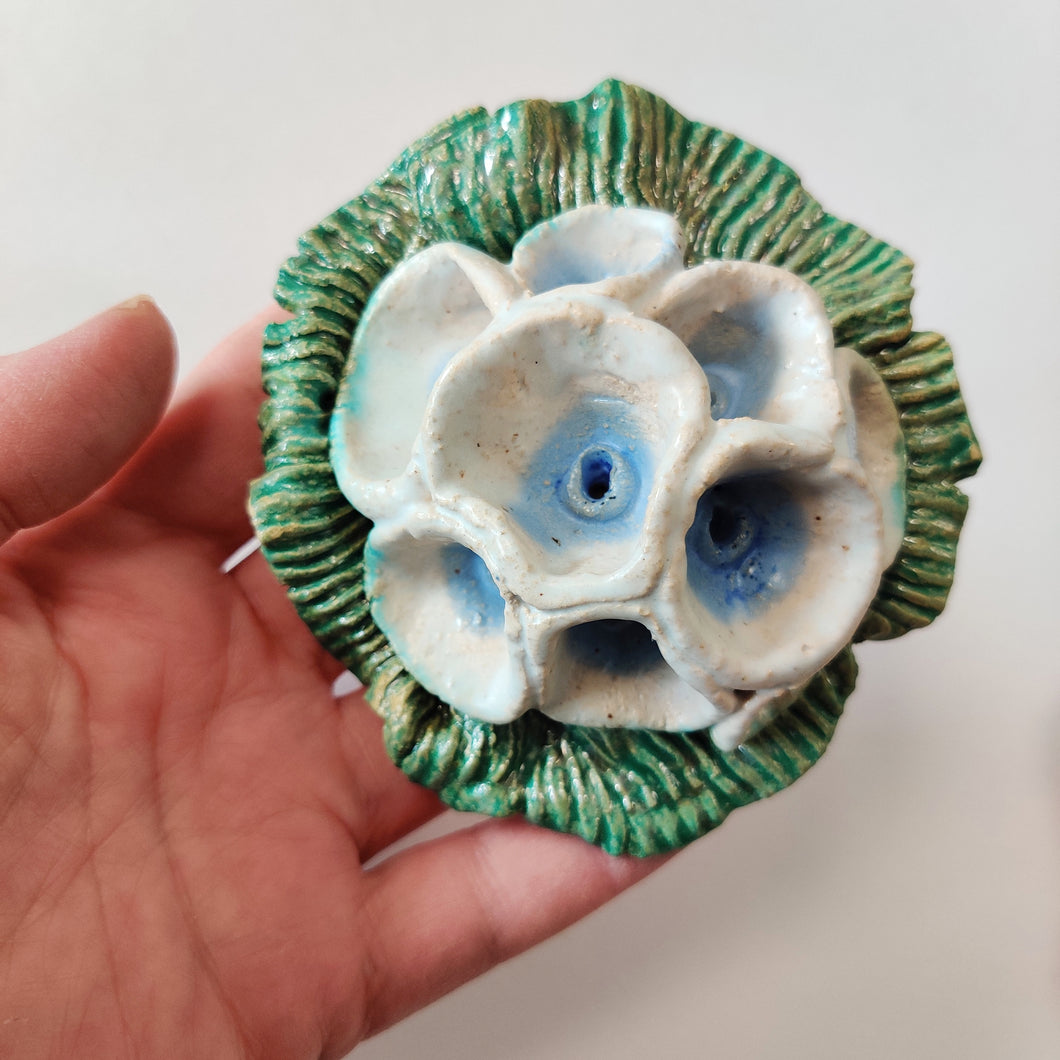 Funnel Flower - strange fruits